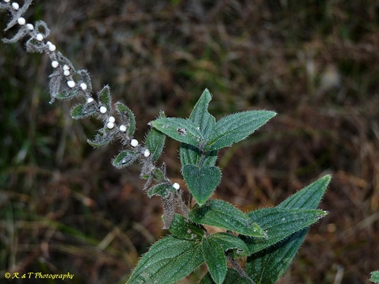 {Lithospermum occidentale}